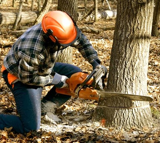 Tree Removal in New London, MN